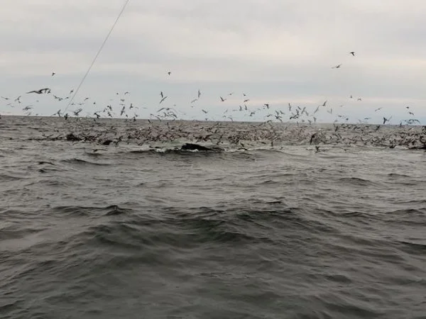 Cape Cod whales.webp