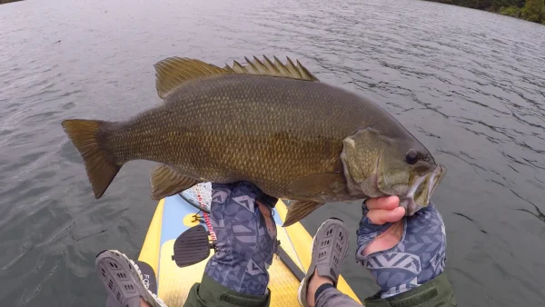 20 incher.webp
