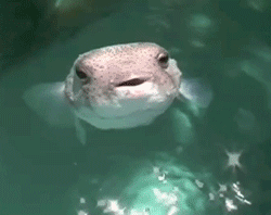 1473132F-009E-46F9-B761-3A9C1D0AF854.gif