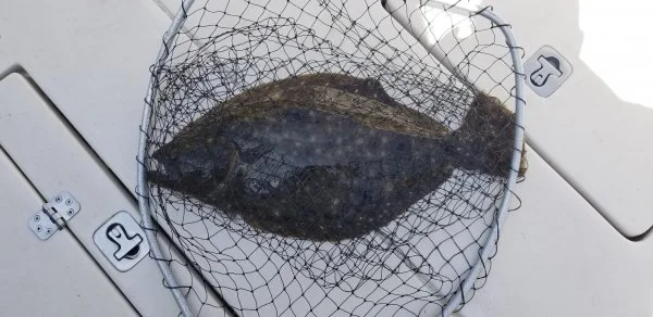 7822fluke5net.webp