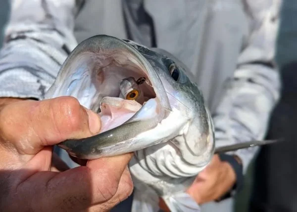 Z-Man-DieZel-Eye-Jighead-striped-bass.jpg