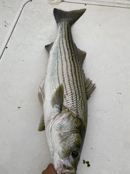 bass.webp