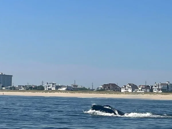 IMG_3005.jpg