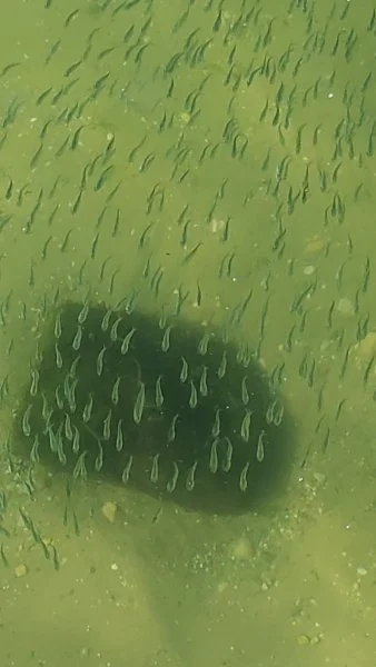 Bait fish.webp
