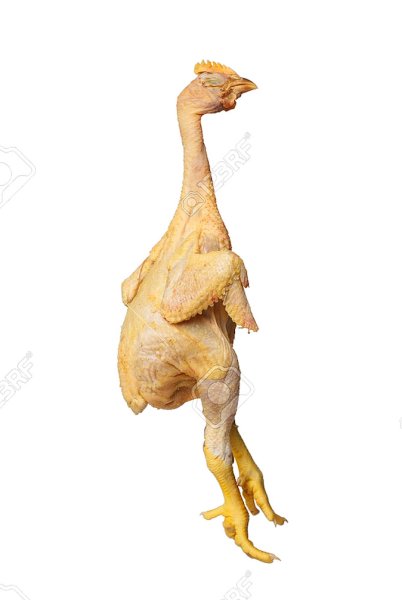 194798938-plucked-chicken-chick-with-open-wings-and-yellow-paws-isolated-on-white-background_e...jpg