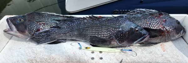 8224seabass.jpg